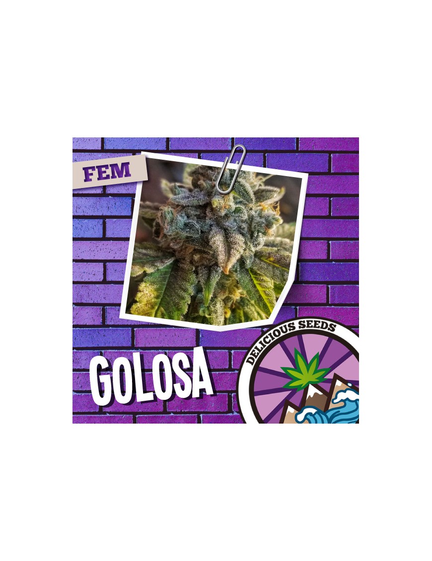 Golosa Feminizada