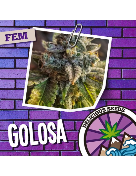 Golosa Feminizada