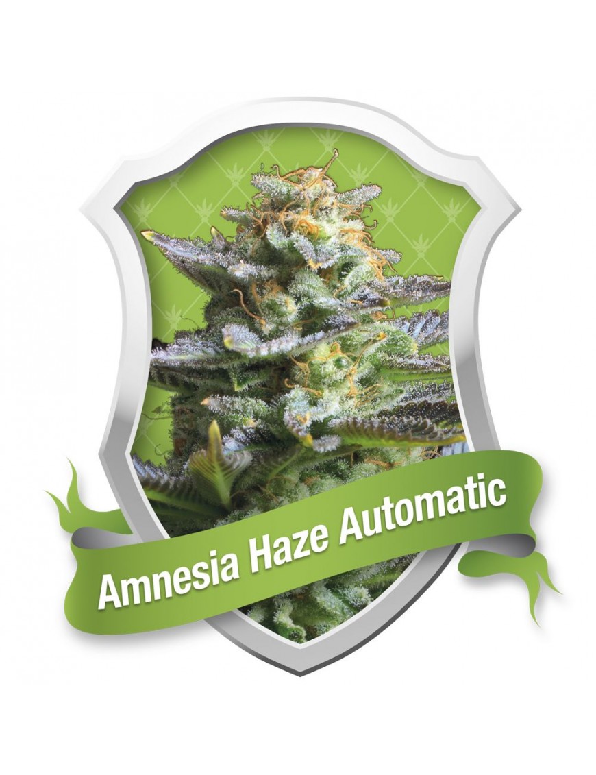 Amnesia Haze