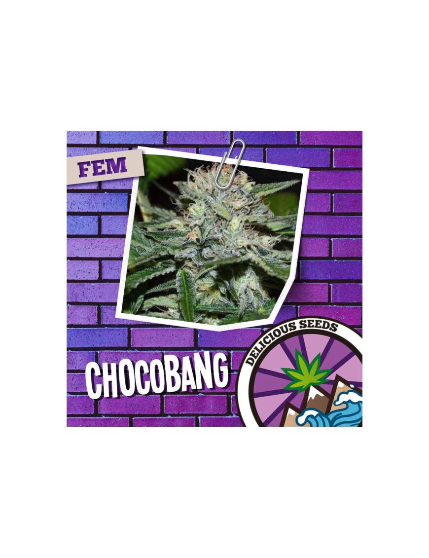 Chocobang