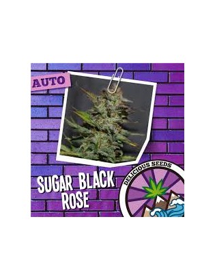 Sugar Black Rose