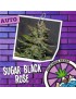 Sugar Black Rose