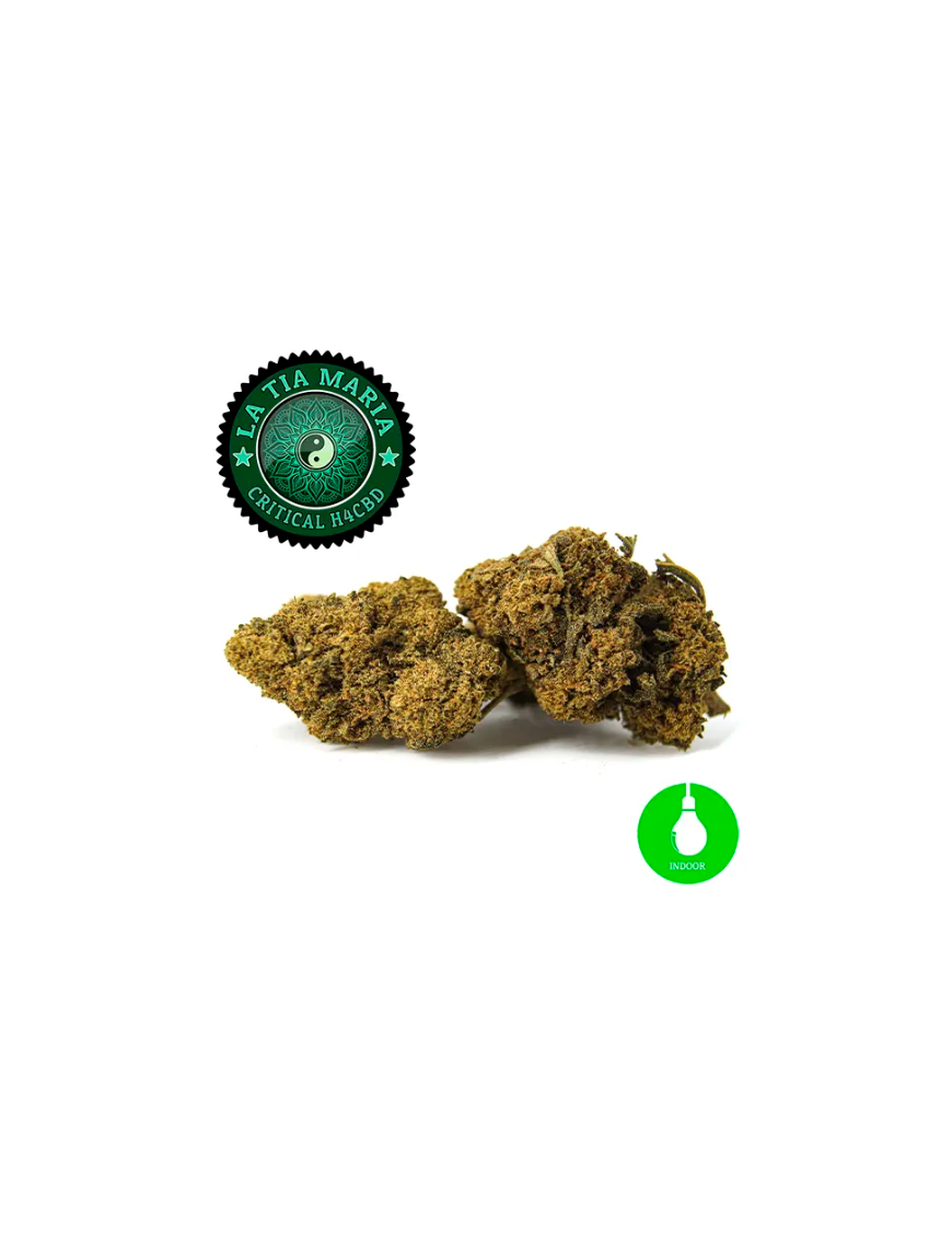 copy of Critical H4CBD