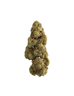 2x1 Orange
