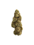copy of Orange