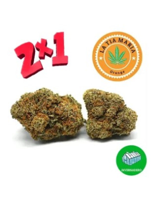 2x1 Orange