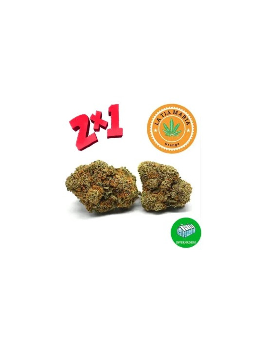 2x1 Orange