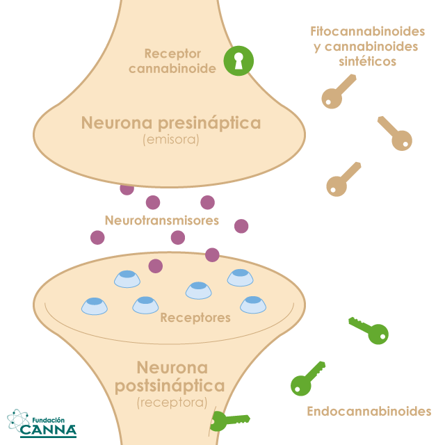 Como se conectan los Fitocannabinoides con el Sistema Endocannabinoide