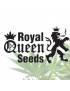 Royal Queen Seeds