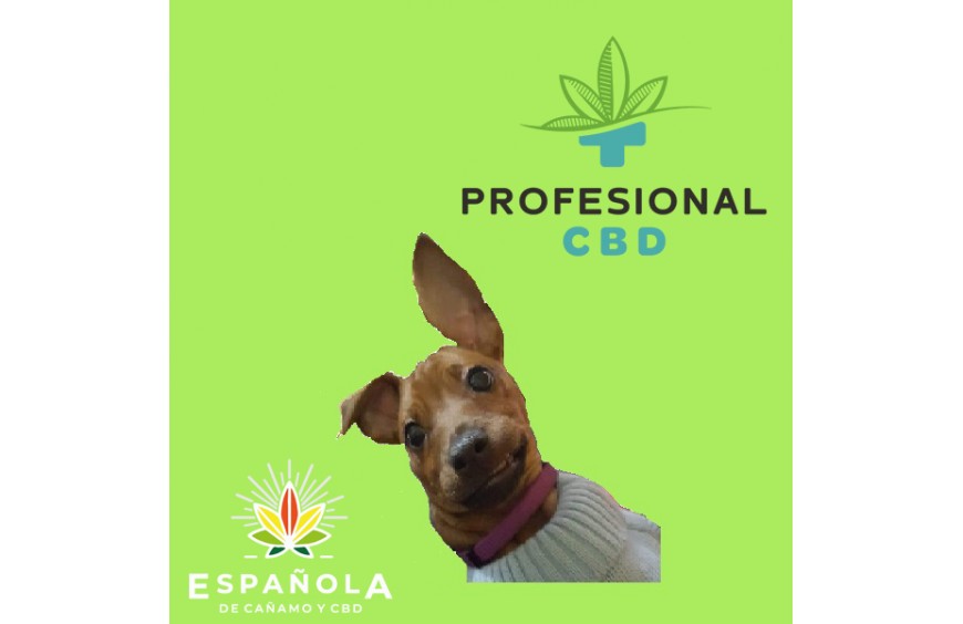 Aceite de CBD para mascotas. Perros y gatos